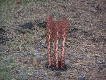 Orobanche rapum-genistae